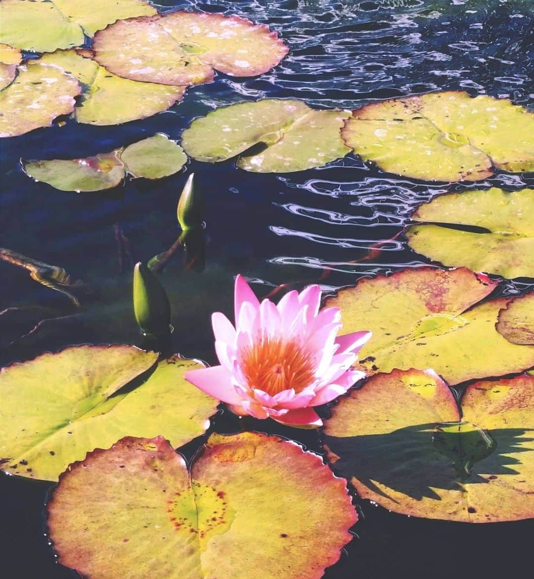 ケリーのインスタグラム：「"Even when its roots are in the dirtiest waters, the Lotus produces the most beautiful flower."  I am a Lotus. 🌸」