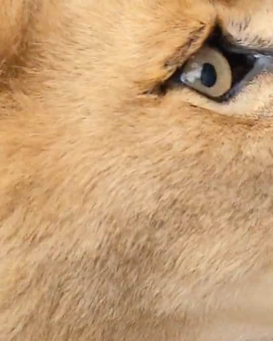 Kevin Richardson LionWhisperer のインスタグラム