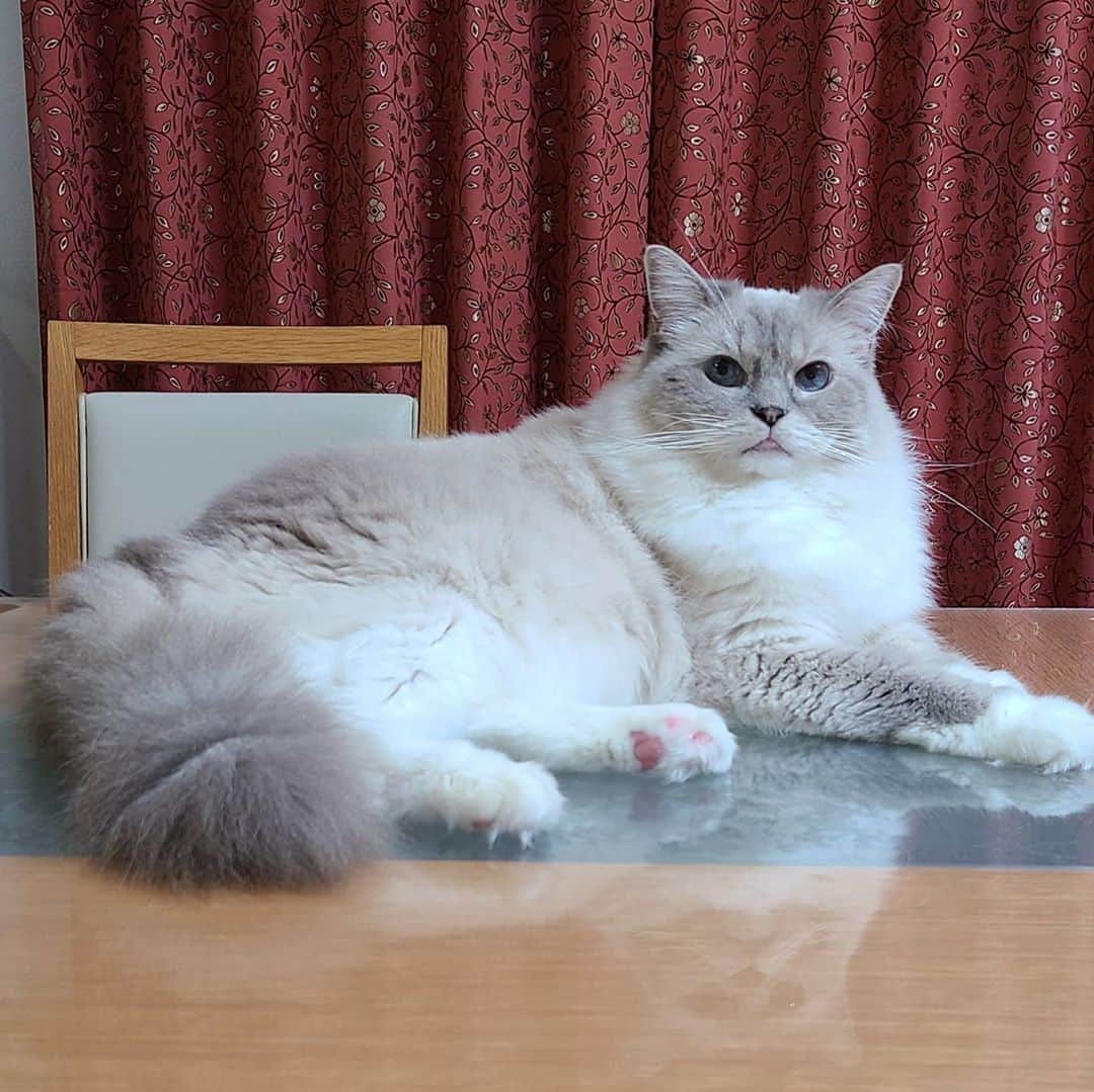 しるこのインスタグラム