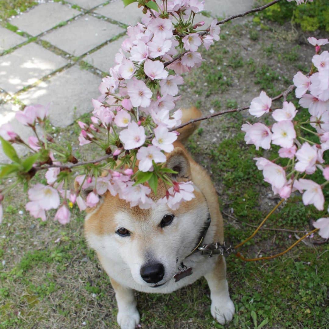 柴犬 たろさんのインスタグラム写真 - (柴犬 たろInstagram)「🌸 皆さん、、、 お気づきの方も、いらっしゃるようですが、 こちらの桜🌸……枯れてしまいました。  2020年、春！コロナにヤラれて、桜散る🍋  なんで咲かないのかな〜？って思ってたら、季節は過ぎ、枝が緑のカビ色になって、  台風9号で、吹っ飛びました。  ﾁ───(´-ω-｀)─ﾝ 🌸🐕🍻 タロが0歳の時に、苗木を買って、 スクスクと育ちましたが、  きっと、タロの身代わりになって、 枯れたのだと思ってまふ。  タロが病気ひとつなく過ごしてくれたのも、桜ちゃんのお陰です。 🌸 10年間ありがとう❤ トゥルリーラ、トゥルリーラ！ ❁❀ ✿✾  #cherryblossom #柴犬 #shibainu #japanesedog」9月19日 0時16分 - tarochantarochan