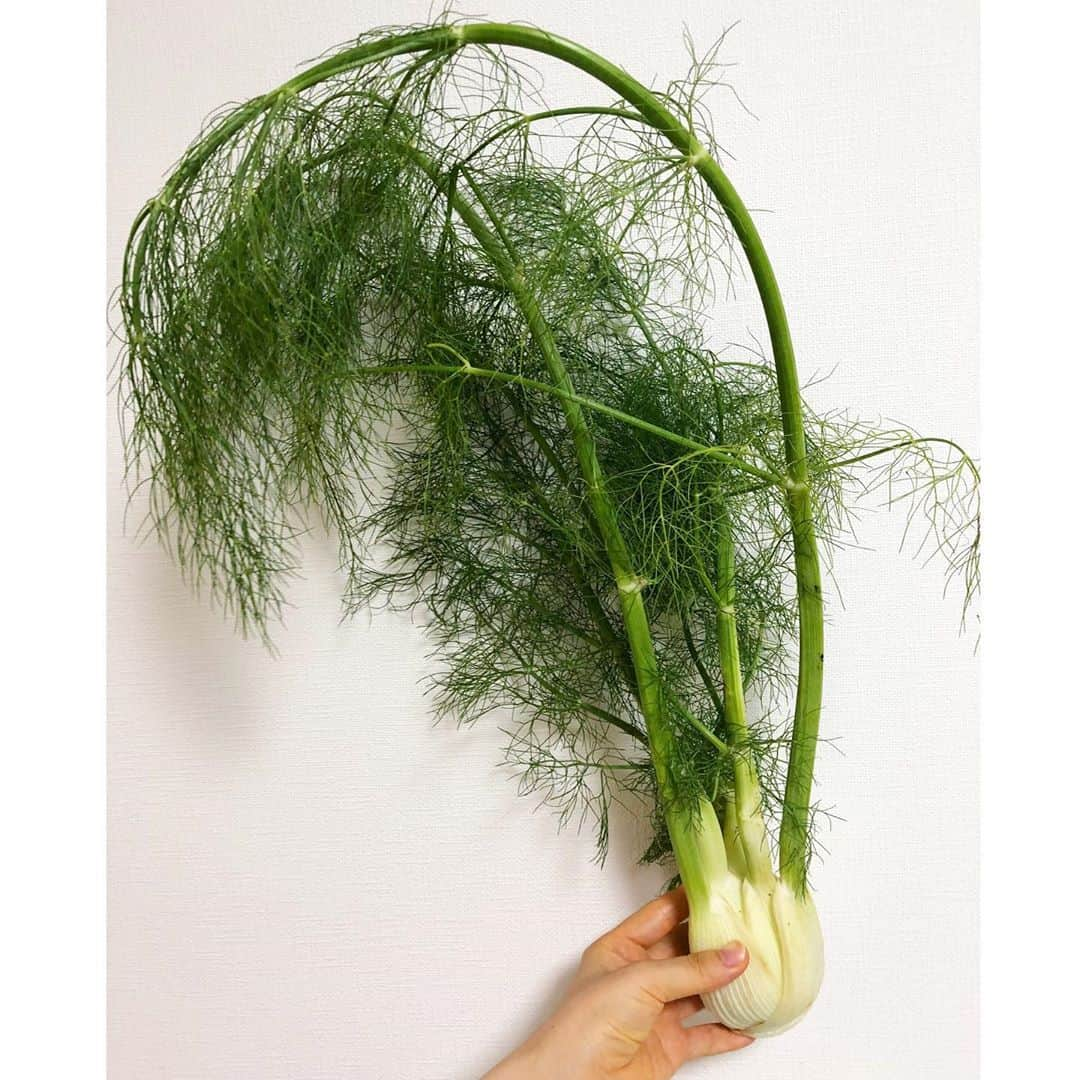 馬渕史香さんのインスタグラム写真 - (馬渕史香Instagram)「おもしろい野菜いただいた🥬  フェンネル  セリ科の野菜でハーブのひとつらしいよ  糸みたいな葉っぱはそのままちぎって、茎は輪切りに、白い部分はスライサーで薄切りにしてサラダに🥗  味は他に例えるのが難しいんやけど、雰囲気はセロリみたいな感じで、いつものサラダがおしゃれな街のテラス席があるようなちょっといいとこのカフェのランチで出てきそうな味になった😳✨  クセのある味やけど、おいしいっ  白い部分はスープとか熱を加えると甘くなるみたい✨  食べきれなかった葉っぱと茎はニンニクとオリーブオイルでミルにかけてペーストに 少し日が経ってたから、スジスジが残ってるけど問題なし😚  #ふみかごはん #あしざわ家 #レシピ #recipe #ずぼらレシピ #主婦 #japan #japanesefood #food #instafood #foodstagram #macaronimate」9月19日 0時29分 - fumika0902