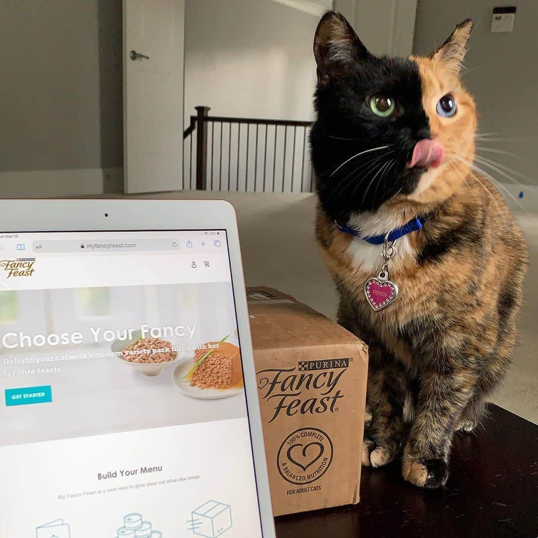 Venus Cat さんのインスタグラム写真 - (Venus Cat Instagram)「When it comes to eating I like variety. 😋 At myfancyfeast.com you can create a personalized variety pack of all your kitty’s favorites with free shipping right to your door! It’s quick, easy, & saves you a trip to the store which leaves more time for lap cuddles and head scratches! 😺 Click the link in the bio to create a variety pack of your own.  #sponsored @fancyfeastcatfood #myfancycat」9月19日 0時34分 - venustwofacecat