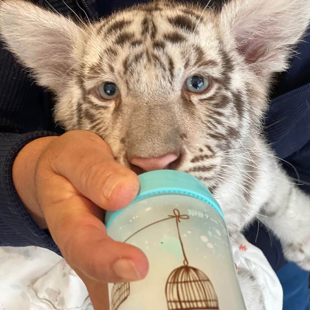 Black Jaguar-White Tiger さんのインスタグラム写真 - (Black Jaguar-White Tiger Instagram)「Cuties. Scroll to see Italia :) #KingPatriotBJWT #BabyItaliaBJWT」9月19日 0時36分 - blackjaguarwhitetiger