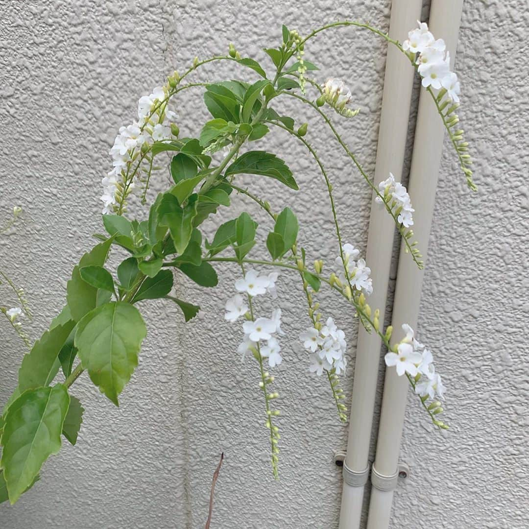 福田花音さんのインスタグラム写真 - (福田花音Instagram)「わたし、あなたを見守るよ」9月19日 1時25分 - kanon_fukuda