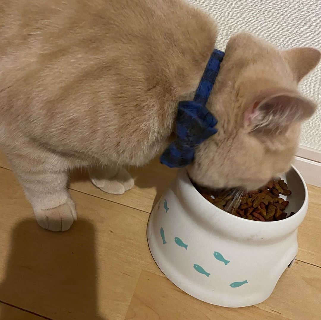 赤西涼のインスタグラム：「らいちゃんカラー取れたー☺️🙌 動きやすそう、そして食べやすそう🥳 ママもつられて食べすぎた😟 明日はヘルシーなお食事... できるかなぁ😂」