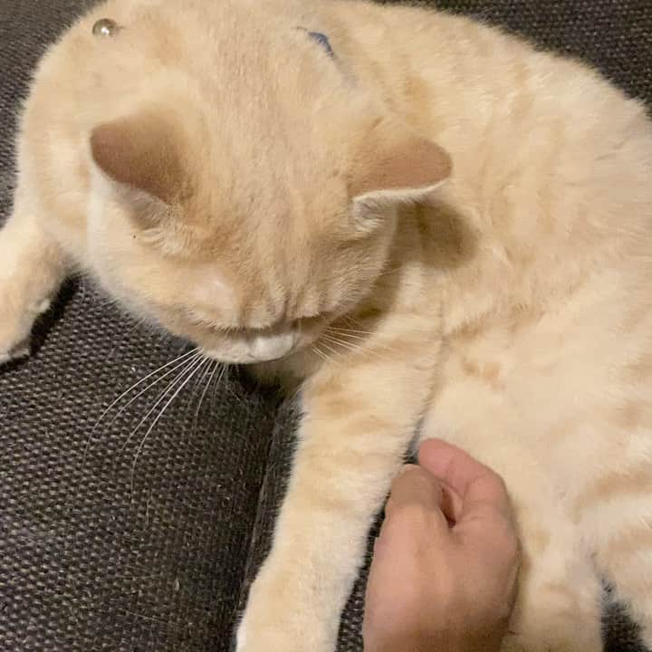 赤西涼のインスタグラム：「ごろごろごろごろ🐱💗 おやぷにやさい🍆🍅🌽」