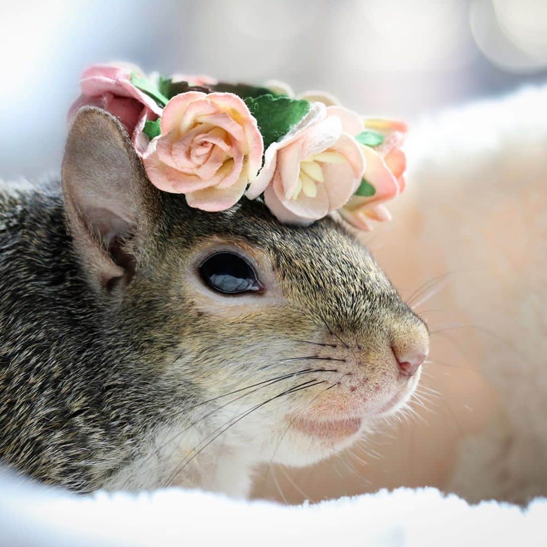 Jillさんのインスタグラム写真 - (JillInstagram)「@cityturtles sent Jill an early birthday gift, this beautiful flower crown. Because one month from today, on October 18, Jill will be 8 years old!⁣ ⁣ ⁣ ⁣ ⁣ #petsquirrel #squirrel #squirrels #squirrellove #squirrellife #squirrelsofig #squirrelsofinstagram #easterngreysquirrel #easterngraysquirrel #ilovesquirrels #petsofinstagram #jillthesquirrel #thisgirlisasquirrel #flowercrown #minicrown」9月19日 3時36分 - this_girl_is_a_squirrel