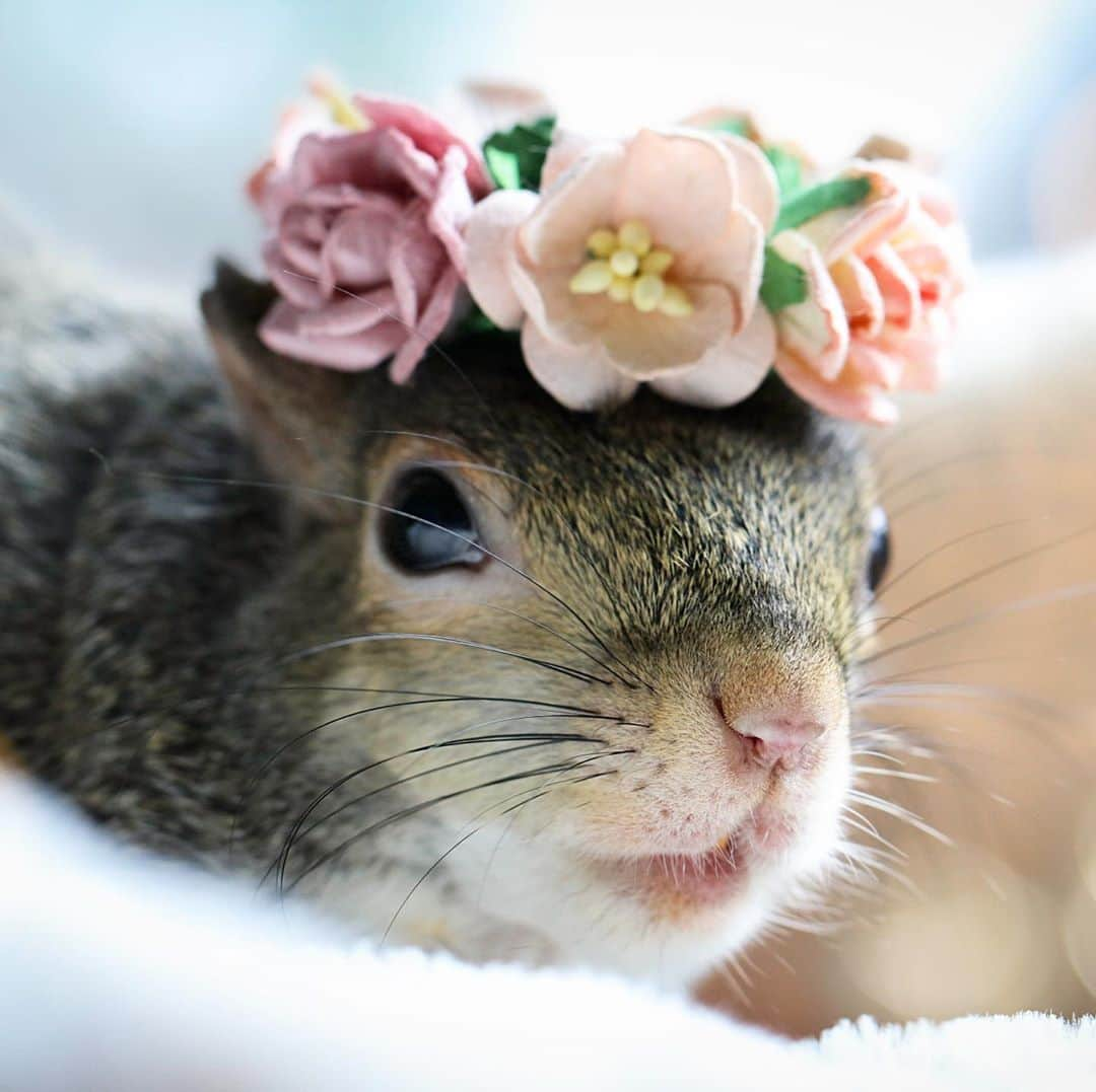 Jillのインスタグラム：「@cityturtles sent Jill an early birthday gift, this beautiful flower crown. Because one month from today, on October 18, Jill will be 8 years old!⁣ ⁣ ⁣ ⁣ ⁣ #petsquirrel #squirrel #squirrels #squirrellove #squirrellife #squirrelsofig #squirrelsofinstagram #easterngreysquirrel #easterngraysquirrel #ilovesquirrels #petsofinstagram #jillthesquirrel #thisgirlisasquirrel #flowercrown #minicrown」