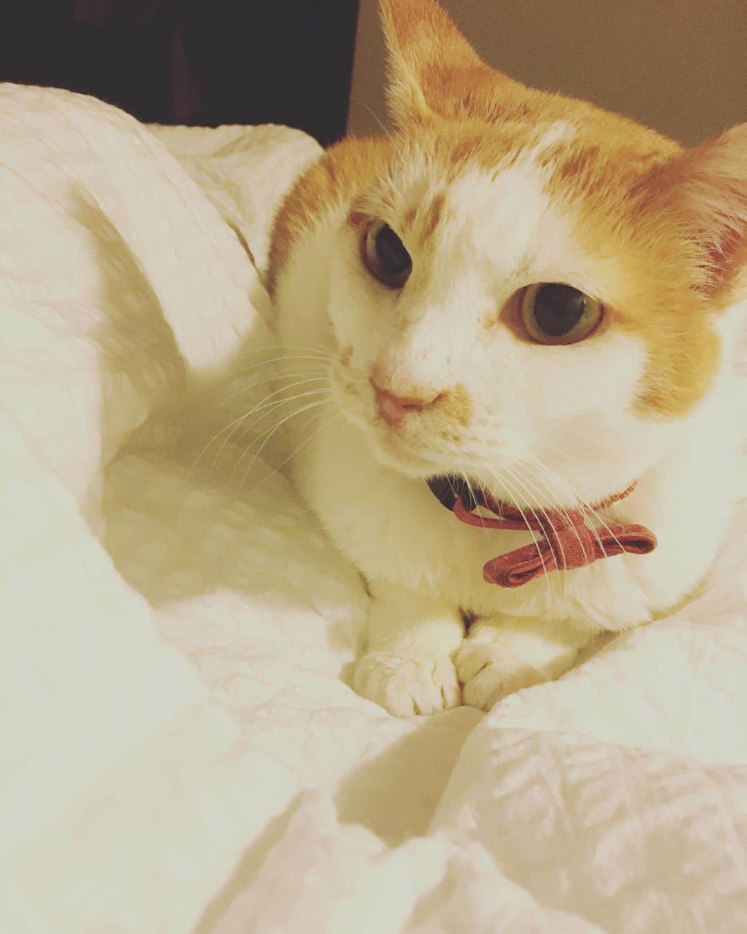 猫沢エミのインスタグラム