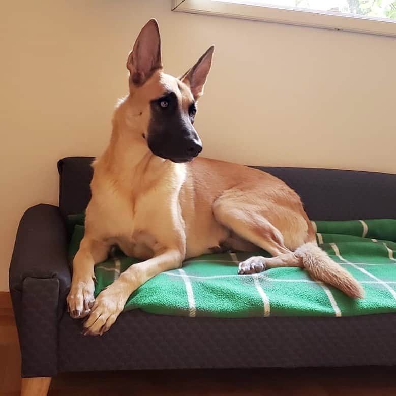 ローレン・ジャーマンのインスタグラム：「There’s no doubt that all bbswttz are beautiful. I’ve never met a bBswWtt that’s not gorgeous and swwwuuuuuut. But this photo of Pepper is precious and she’s on the international board of certified BbbswWttzZz. She’s so preeeeeeedy it makes my heart swoon ❤️ @thehealingpack」