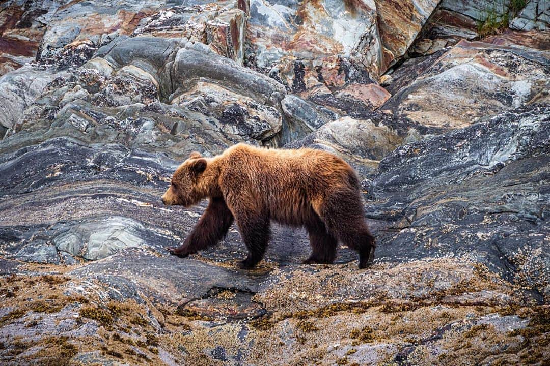 thephotosocietyさんのインスタグラム写真 - (thephotosocietyInstagram)「Photo by Pete McBride @pedromcbride  Finding furry friends: Looking back through my years of journeys to wild places often brings surprises, like this grizzly in Alaska that appeared on the shoreline as quickly as it vanished. I’m compiling some favorite images for a new @rizzolibooks book coming out next year — exploring the natural sounds of wilderness and #silence. Stay tuned. For more wildlife, follow @pedromcbride. #grizzly #nature #wildlife 📸 by #petemcbride」9月19日 4時01分 - thephotosociety