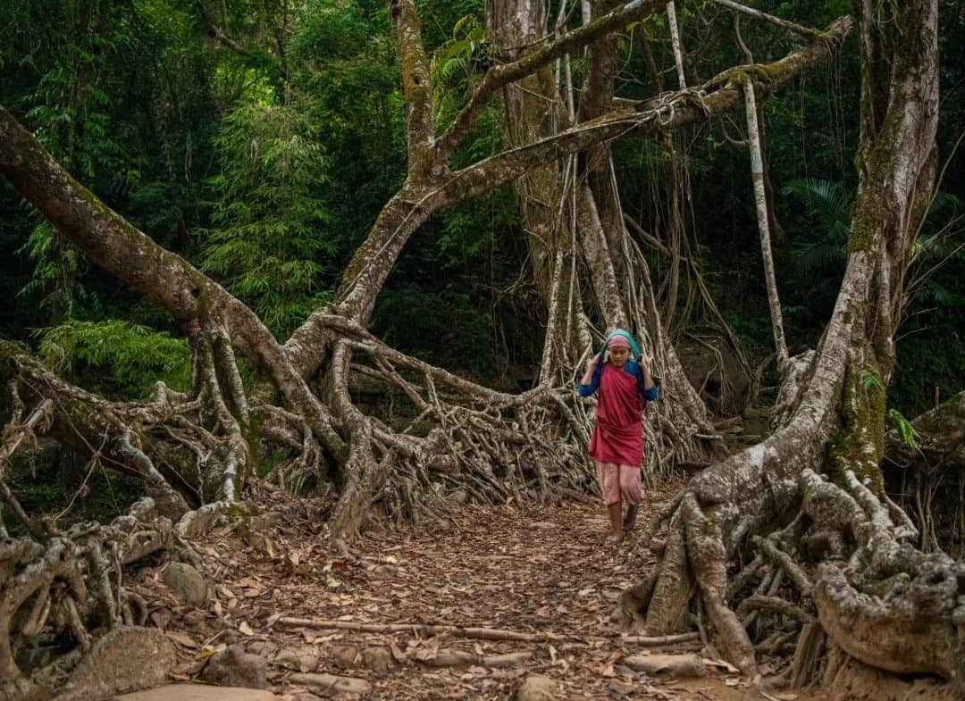 National Geographic Travelさんのインスタグラム写真 - (National Geographic TravelInstagram)「Photo by Prasenjeet Yadav @prasen.yadav / A mountain tribe called Khasi have been practicing bioengineering for centuries in Meghalaya, India. "Our ancestors started building these living root bridges so we can traverse the turbulent rivers during the monsoon," said Bahdrong, a villager living in the remote mountains of northeast India. Dwelling in one of the wettest places on the planet, these tribes have ingeniously developed a way to use rubber plants to make what they call jing kieng jri or a living root bridge. These bridges can survive for hundreds of years and get stronger with age. There are estimated to be about a hundred such bridges spread across the Khasi and Jaintia hills of Meghalaya, but most of them are isolated, and very little is known about them.  Follow me @prasen.yadav for more photos from the extremely biodiverse states of India and parts of Central Asia.」9月19日 5時05分 - natgeotravel