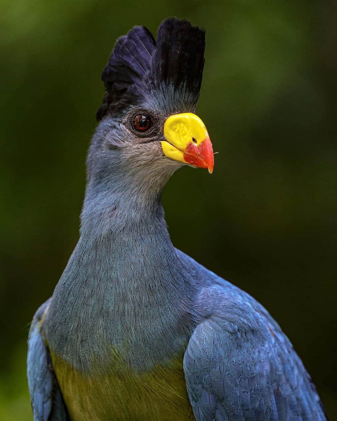 のインスタグラム：「Name this bird. Wrong answers only.  #BirdsOfInstagram #FreshPrinceOfBelAir #SanDiegoZoo #NameThisBird #BirbsArentReal 📷 Ian Gill」