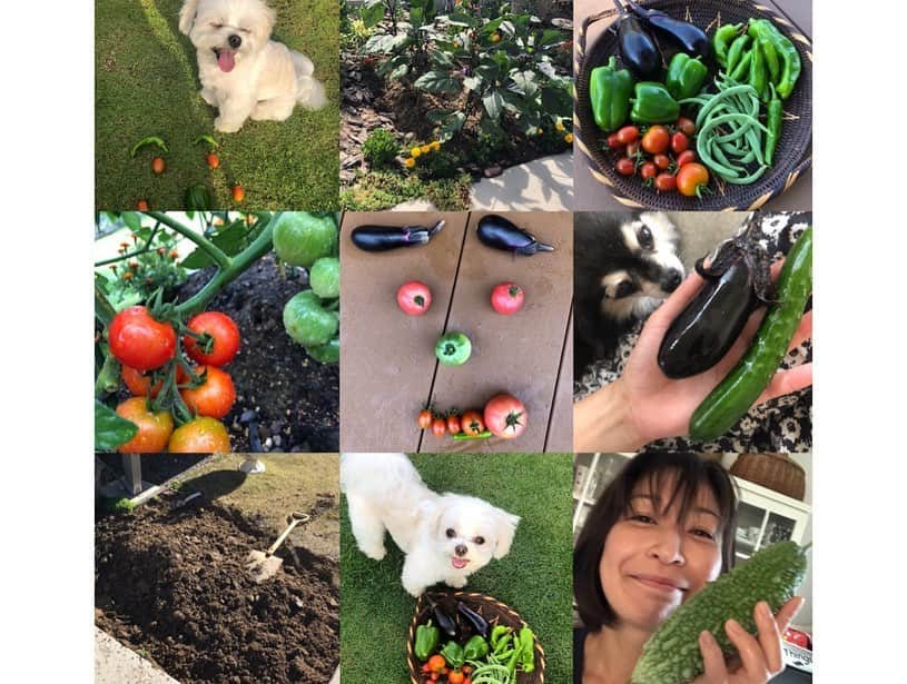 小野真弓さんのインスタグラム写真 - (小野真弓Instagram)「おはようございます^ ^ 昨日の強風が嘘のよう🍃 穏やかな朝です☺️✨🐓 夏と秋の狭間のひととき。楽しみましょう👒^ ^ 今日も良い一日を(o^^o) #週刊新潮#9月17日発売号#私の週間食卓日記#コラム#家庭菜園#千葉暮らし#田舎暮らし#木更津#犬のいる暮らし #チワワ#チワマル#doglover #挿絵のハナハル#可愛いく描いてくだり感激#永久保存#額装します#いぬばか部  📚現在発売中の週刊新潮さんのコラムを担当させて頂きました🙋‍♀️✏️✨ 8月19日からの一週間の、食事を通しての私の日記です😋管理栄養士さんの採点も😲✨ うちの野菜たち、活躍してます🍅🍆🥬 是非ご覧ください( ´∀｀)✨」9月19日 5時20分 - hanaharuaroi