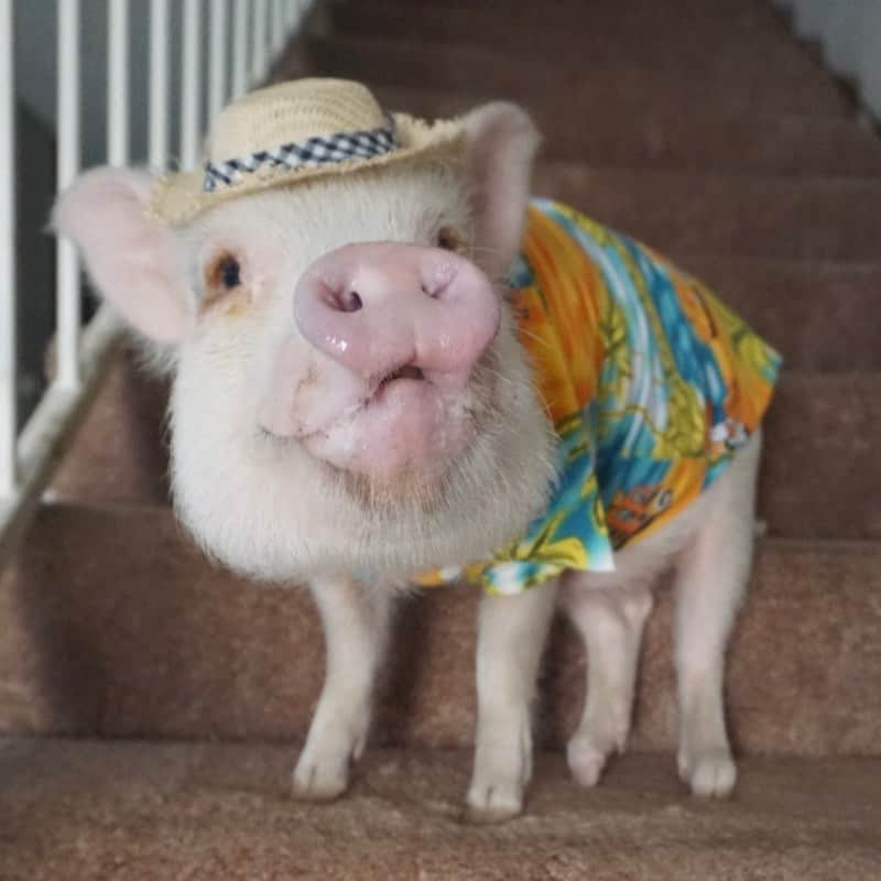 Hamletさんのインスタグラム写真 - (HamletInstagram)「Happy Hawaiian shirt Friday! 🌺 #FlashbackFriday」9月19日 5時52分 - hamlet_the_piggy