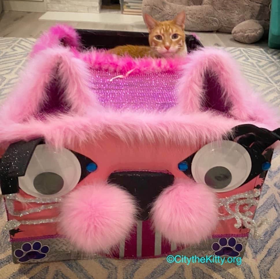 City the Kittyさんのインスタグラム写真 - (City the KittyInstagram)「I need a vacation! Where should I go?😹 #sillycat #catfun」9月19日 5時48分 - citythekitty