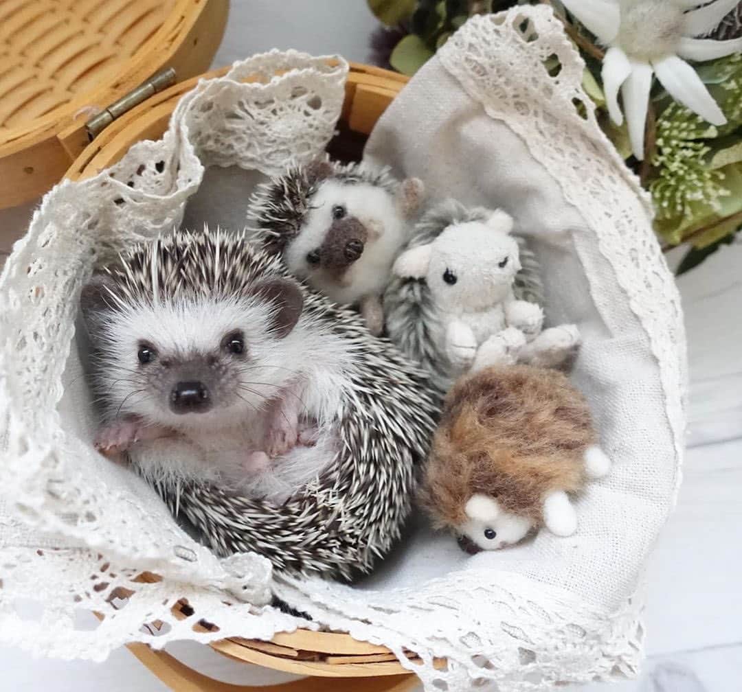のインスタグラム：「Prickly or plush?⁣ ⁣ On today’s #WeeklyFluff we are curling up with Liam (@radotink_hedgehog), a pygmy hedgehog who officially found his comfort zone.⁣ ⁣ Photo by @radotink_hedgehog」