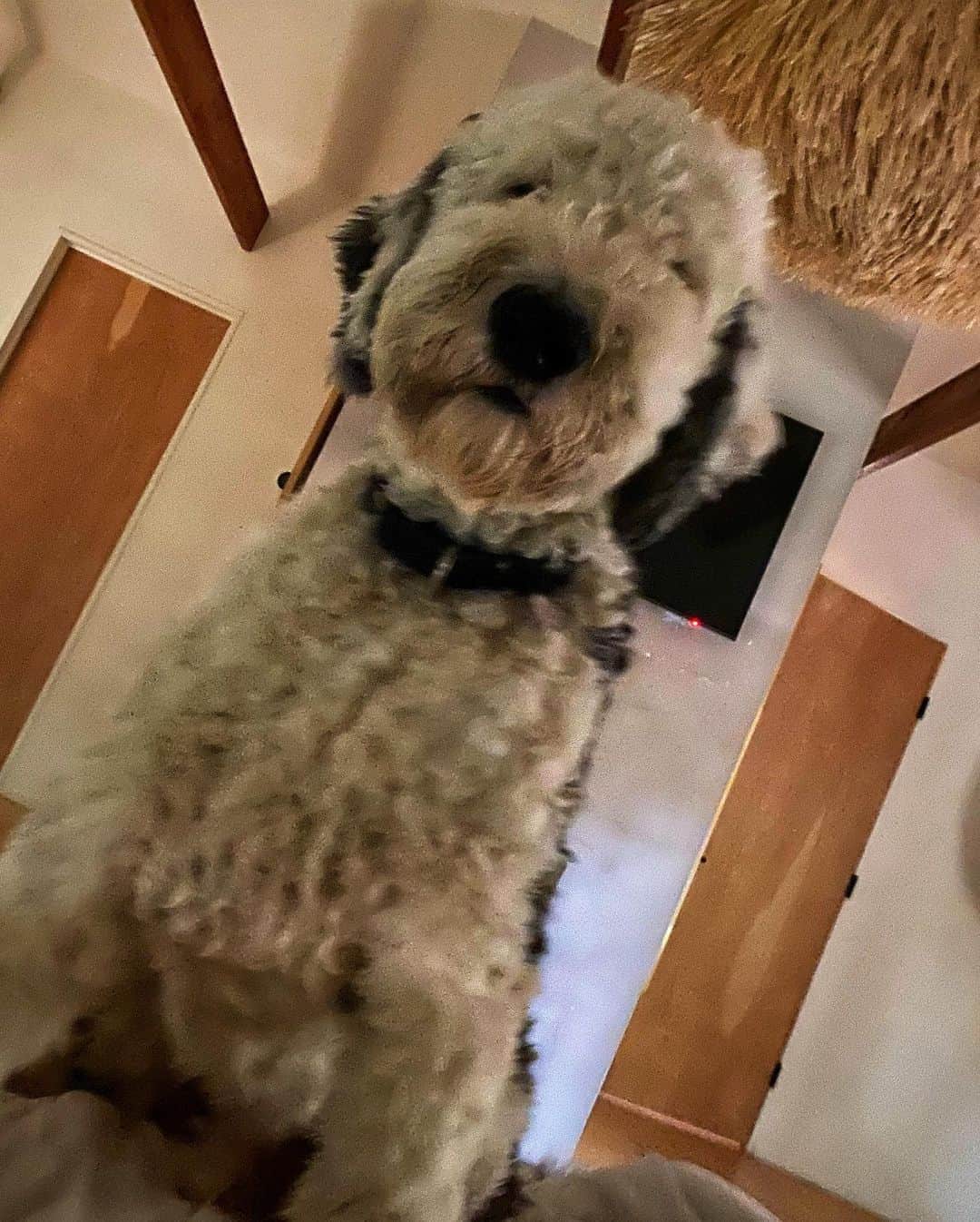 ジェニファー・エスポジートのインスタグラム：「Gus is very serious right now- just asked me if - (swipe)  Are you?  Link in bio  Or for to Letsregisternow.com. Woof!」