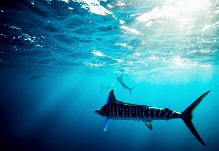 Costa Sunglassesのインスタグラム：「Mayhem in Mag Bay. 📷: @perrinjames1 @carterandrewsfishing #SeeWhatsOutThere #BornOnTheWater」