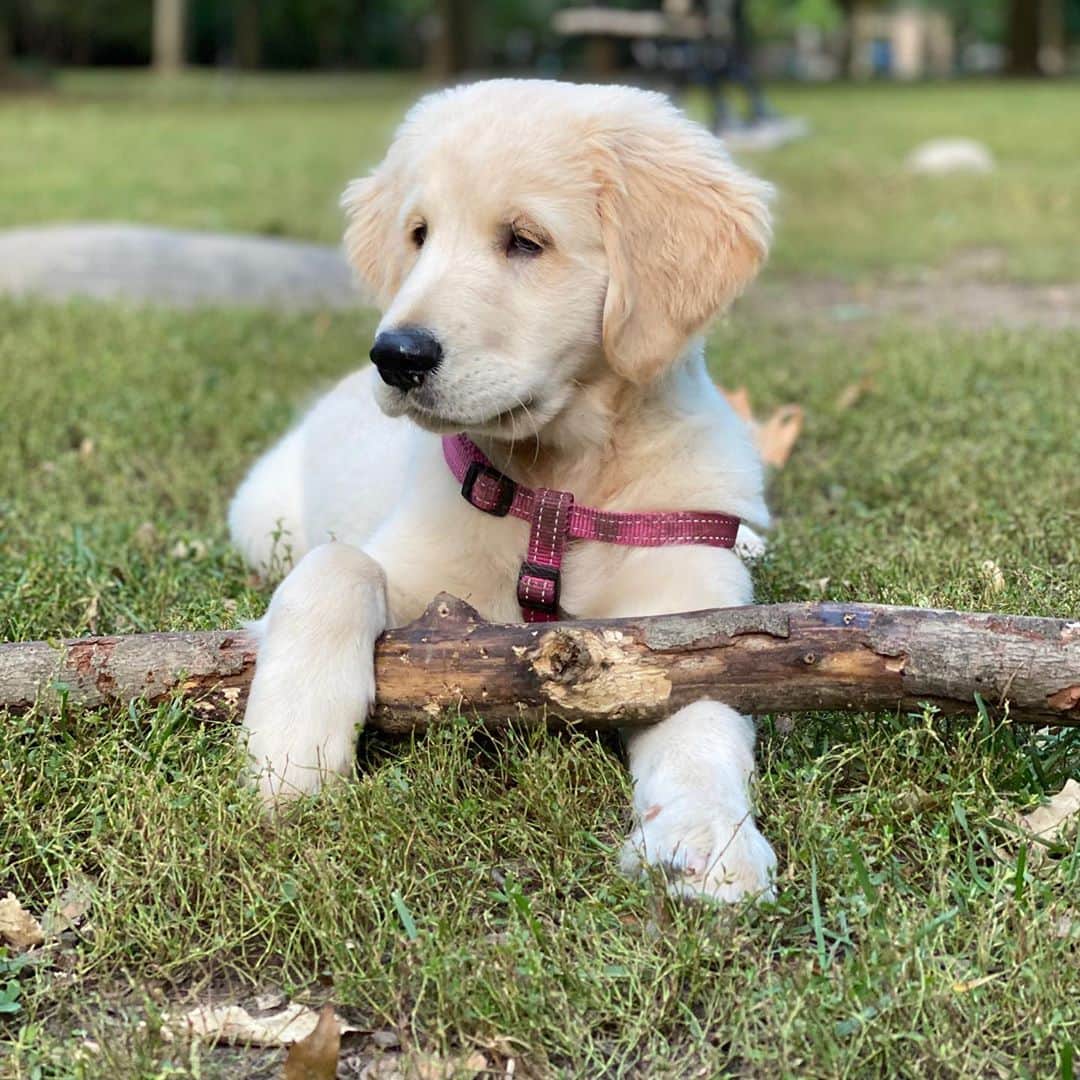 サイモンとマルティナのインスタグラム：「Just discovered that Fudgy is into sticks. Like, a bit too into sticks.  He’s found one that he’s gonna need to grow into :)」