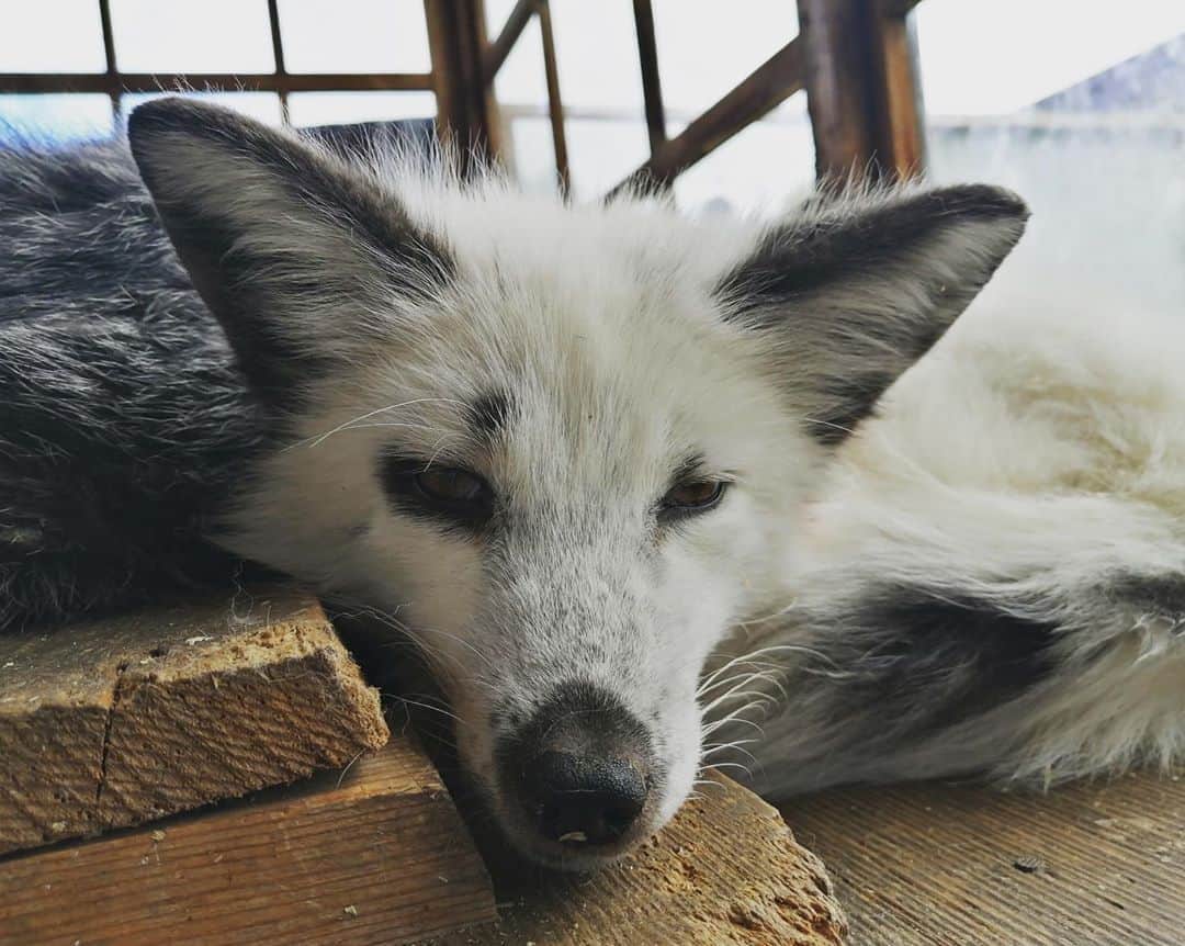 Rylaiのインスタグラム