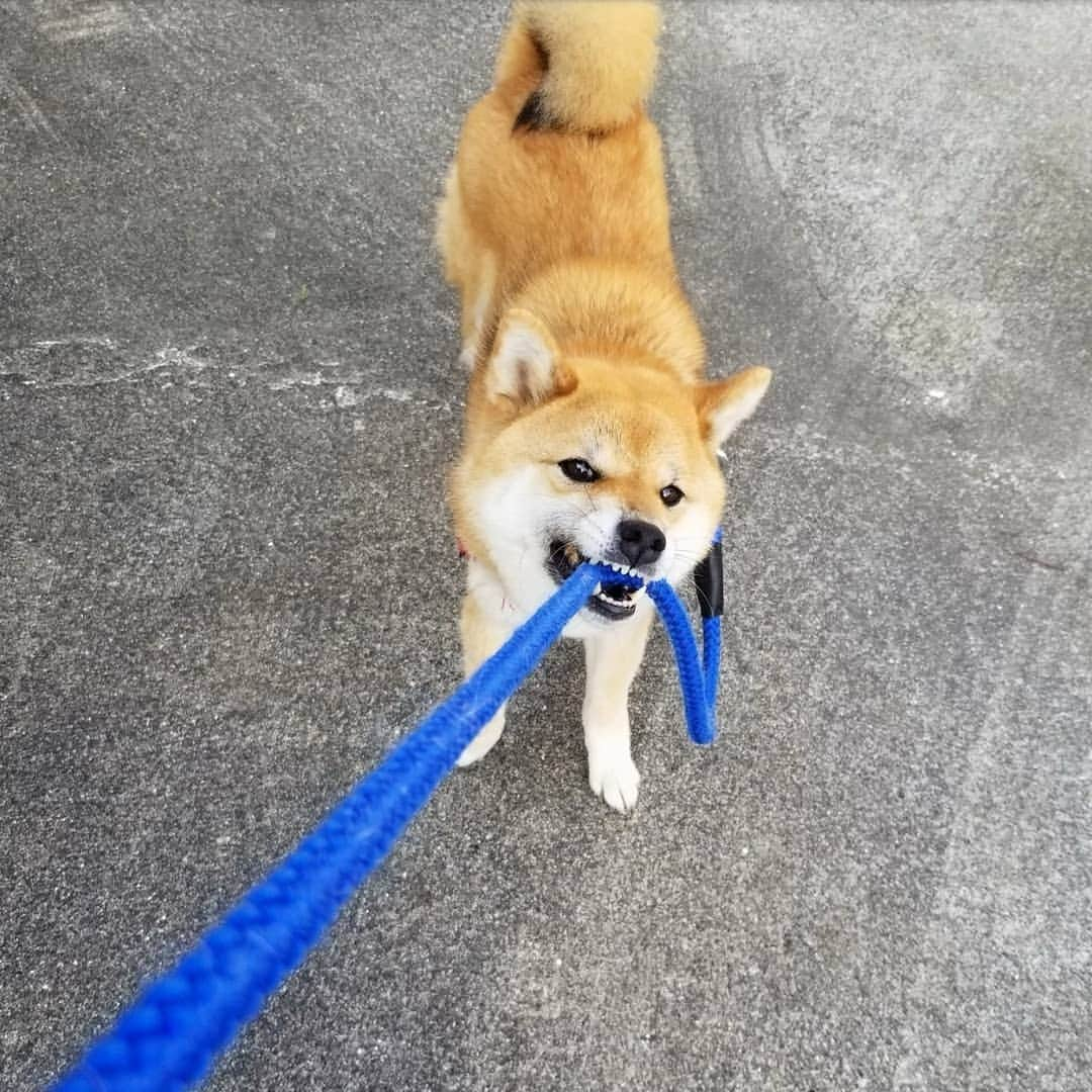 柴犬たま Shibainu Tamaのインスタグラム