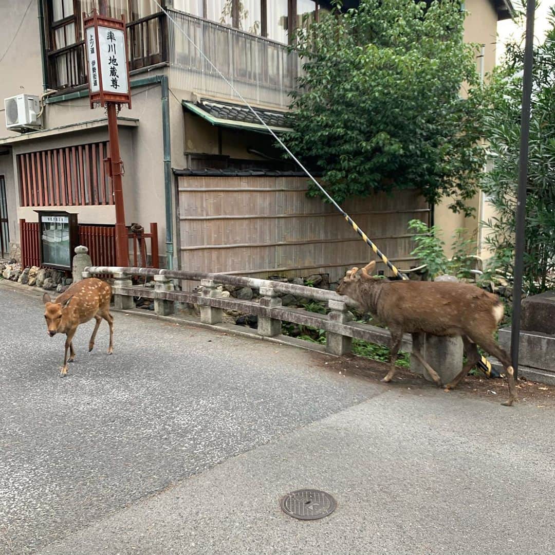 クリス智子さんのインスタグラム写真 - (クリス智子Instagram)「奈良。鹿🦌が人懐っこい。」9月19日 16時51分 - chris_tomoko