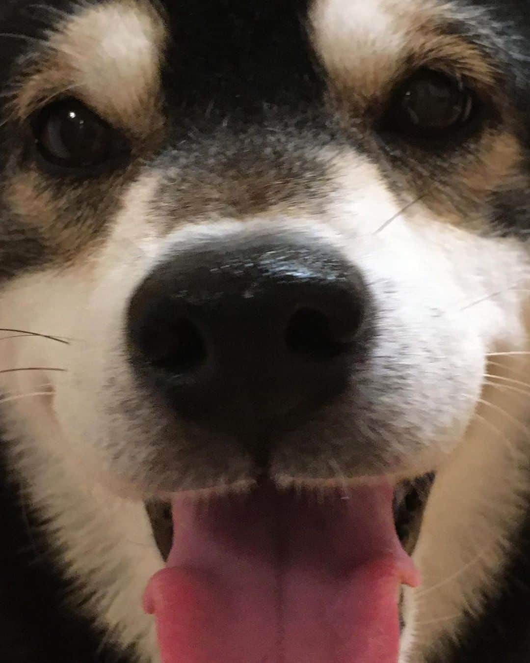 しんたのインスタグラム：「恋をしたらしい…😏 ・ #顔いっしょじゃん #わんだふるjapan#犬バカ部#いぬら部 #マロン#わんこ#犬のいる暮らし #どアップでやんす#黒トリュフ付いてます #dog#shibainu#kuroshiba」