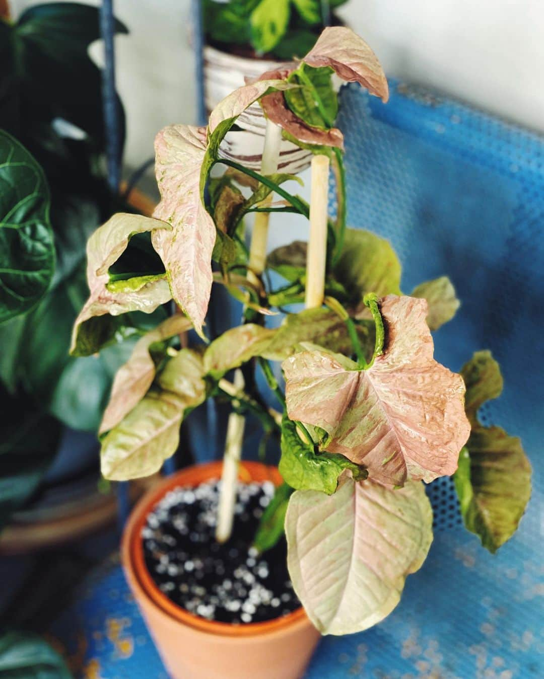 鄭碧瑩のインスタグラム：「The #syngoniumpinksplash from @littlebotany is growing fast I had to upgrade its makeshift stake.   Then I discovered mealybug infestation on this really healthy plant which has been bug free since it arrived from the nursery four months ago.  Having spent many hours this morning checking all my plants for mealybugs after I discovered repeat infestation on my #syngoniumwendlandii despite having treated its foliage, washed its roots and change out its media completely, I was (to put it mildly) pissed. The wendlandii has been recovering well for many weeks with new leaves and now, yet more bugs!  God must have heard my cry as I was spraying my plants with neem, out of the corner of my eye I finally found out the source of them damned mealies.   My neighbor has this abandoned and dying cactus which is half infested with a colony of mealies and their nest it’s complete white on one side, plus more bugs in the soil and pot next to it.  🤦🏻‍♀️🤦🏻‍♀️🤦🏻‍♀️  Well, if you’re going to let your plant die outdoors, please at least bring it to the trash and not spoil the environment around it, which is shared by others. . . . . . . . #plantstagram #plantsofinstagram #houseplants #plantsmakepeoplehappy #botanical #instaplants #plants #foliage #leaf #plantflife #springintoplants #plantlady #plantpotters #crazyplantlady #houseplantclub #helloplantlover #plantshelfie #houseplantsofinstagram #houseofplantlovers #junglecollective #vscogram #vscocam #vscogrid #vscoplants #gardeningsg #urbanjunglebloggers #sgplantclub #plantnerd」