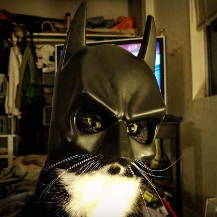 猫コスプレさんのインスタグラム写真 - (猫コスプレInstagram)「Just like Batman to run around causing commotion that wakes you up all night.  #BatmanDay #Batman  . . . . . . . #cat #catcostume #catsinclothes #catsofinstagram #catstagram #petclothes #PetCostume #halloween #batcat #dc #dccomics #mask」9月19日 17時25分 - cat_cosplay