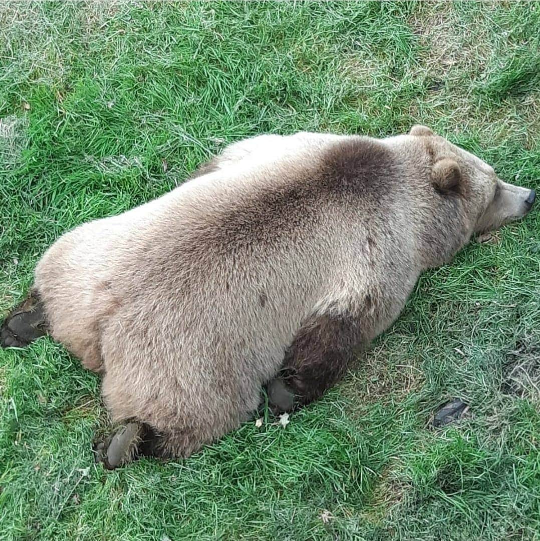 Bearsのインスタグラム：「It's a mood 😴😄  #bear #bears #animals #animal #funny #fun #savetheanimals #love #cute #sweet #adorable #nature #beautiful #beauty #nature」
