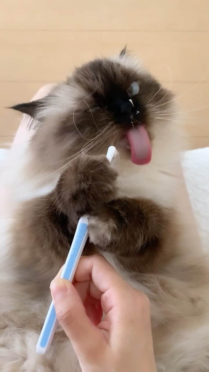 plumeのインスタグラム