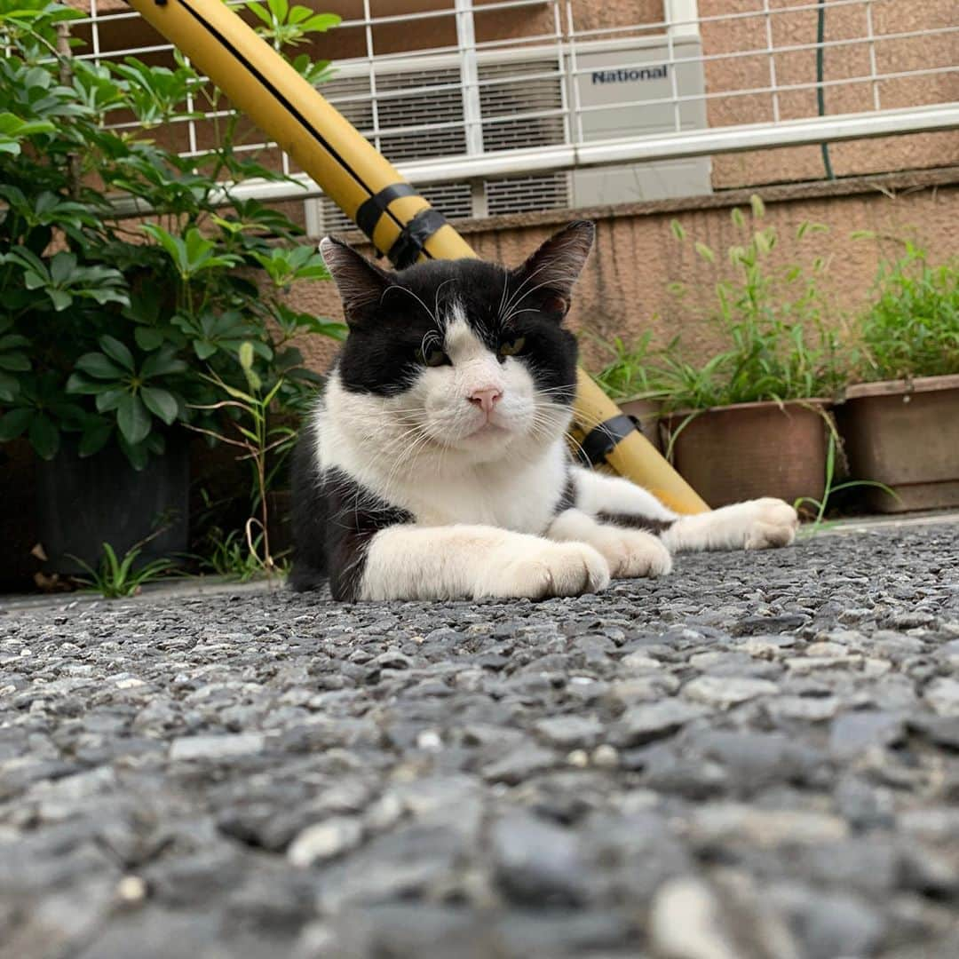 Kachimo Yoshimatsuさんのインスタグラム写真 - (Kachimo YoshimatsuInstagram)「おはようイカスミ Good Morning Ikasumi! 今日も居ないなあと思ったら、 自転車置場に居た。 #うちの猫ら #ikasumi #猫 #ねこ #cat #ネコ #catstagram #ネコ部 http://kachimo.exblog.jp」9月19日 9時04分 - kachimo