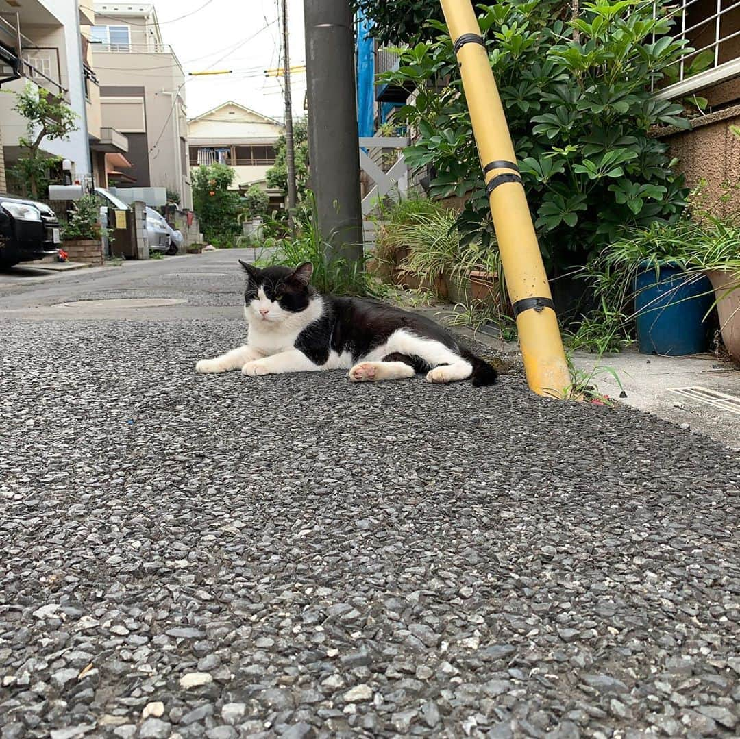 Kachimo Yoshimatsuさんのインスタグラム写真 - (Kachimo YoshimatsuInstagram)「おはようイカスミ Good Morning Ikasumi! 今日も居ないなあと思ったら、 自転車置場に居た。 #うちの猫ら #ikasumi #猫 #ねこ #cat #ネコ #catstagram #ネコ部 http://kachimo.exblog.jp」9月19日 9時04分 - kachimo