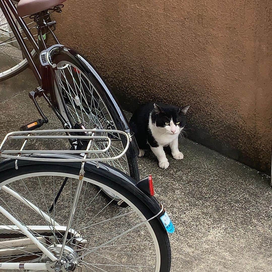 Kachimo Yoshimatsuさんのインスタグラム写真 - (Kachimo YoshimatsuInstagram)「おはようイカスミ Good Morning Ikasumi! 今日も居ないなあと思ったら、 自転車置場に居た。 #うちの猫ら #ikasumi #猫 #ねこ #cat #ネコ #catstagram #ネコ部 http://kachimo.exblog.jp」9月19日 9時04分 - kachimo