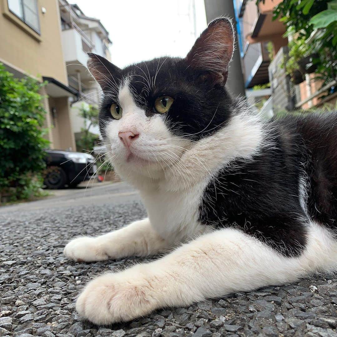 Kachimo Yoshimatsuさんのインスタグラム写真 - (Kachimo YoshimatsuInstagram)「おはようイカスミ Good Morning Ikasumi! 今日も居ないなあと思ったら、 自転車置場に居た。 #うちの猫ら #ikasumi #猫 #ねこ #cat #ネコ #catstagram #ネコ部 http://kachimo.exblog.jp」9月19日 9時04分 - kachimo