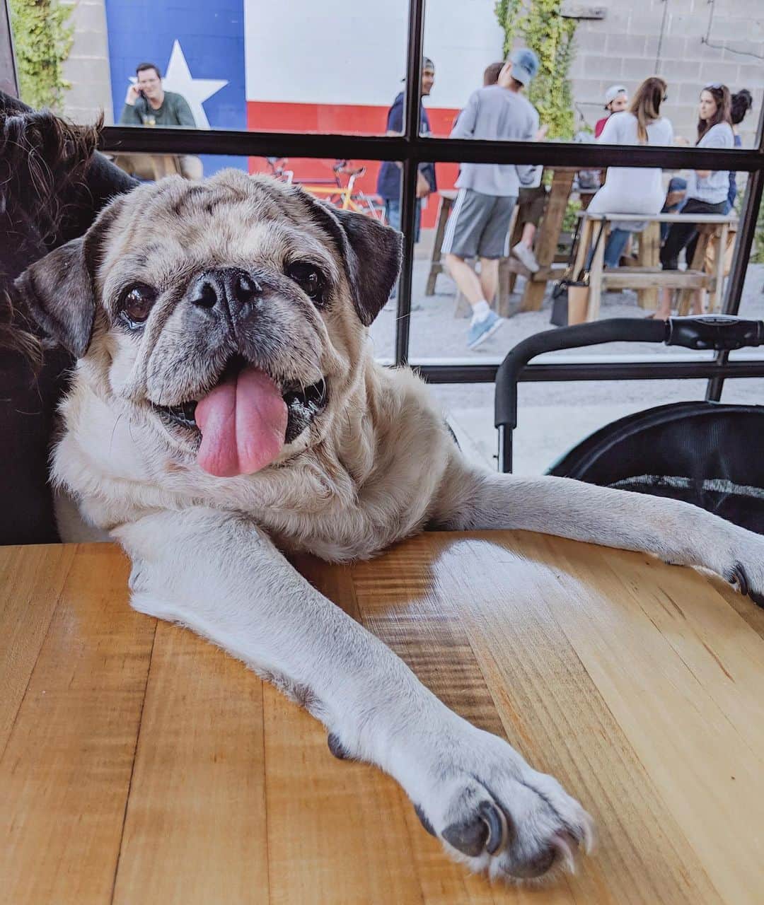 ロッコのインスタグラム：「Imagine how drunk I’d be if this pugtender were alive during quarantine 😬🥂 . . . #Roccothepug #pugtender #pug #puglife #pugstagram #pugsofinstagram #dogsofinstagram #weeklyfluff #theweekoninstagram #austindogs #dogsofbark #thetomcoteshow #teampixel #atx #buzzfeedanimals #speakpug」