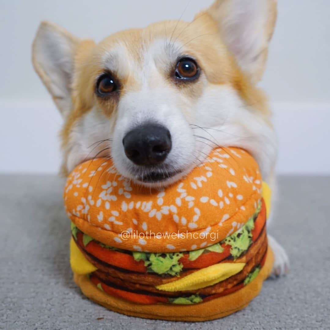 Liloさんのインスタグラム写真 - (LiloInstagram)「Can haz cheezeburger too? 🍔#nationalcheeseburgerday⁣ ⁣ ⁣ ⁣ ⁣ ⁣ ⁣ ⁣ ⁣ ⁣ ⁣ ⁣ ⁣ #weeklyfluff #vscocam #huffpostgram #animalsaddict #houndsbazaar #ruffpost #fluffypack #bestwoof  #cutepetclub #animalsco #corgi #dogsofinstagram #aplacetolovedogs #buzzfeedanimals #barkbox #dogsofig #dog #puppies #cute #corgination #barkpack #corgisofinstagram#🍔」9月19日 9時10分 - lilothewelshcorgi