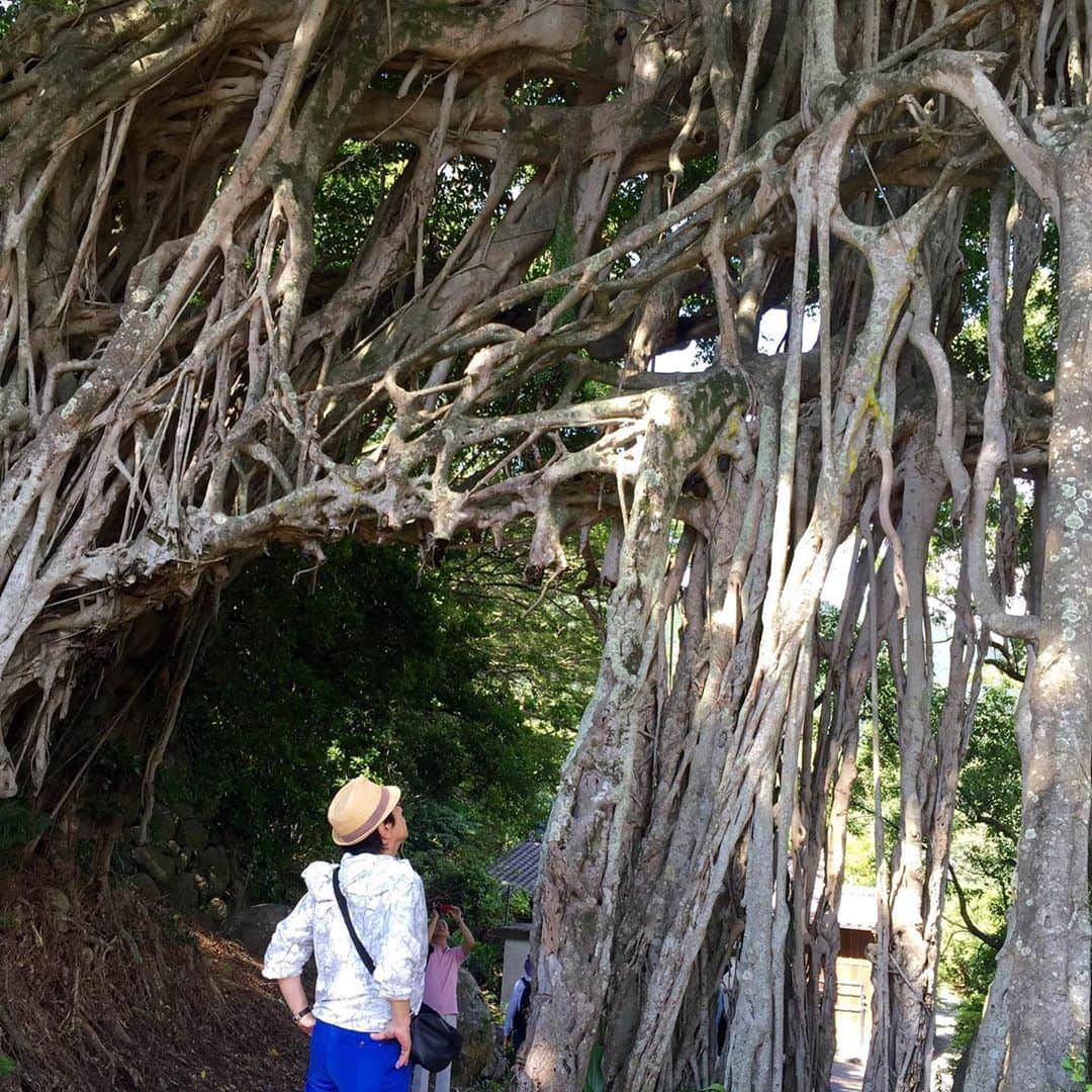 水木一郎さんのインスタグラム写真 - (水木一郎Instagram)「全ての木が同じ顔を持たないと言われているガジュマル。5年前に行った屋久島のガジュマルの写真でも分かるように自然の中ではこんなにも大きく育つんだね！昨日買ったガジュマルくんは観賞用に大切に育てます。 #ガジュマルの木  #ガジュマル盆栽  #屋久島のガジュマル  #水木一郎」9月19日 9時21分 - ichiromizuki