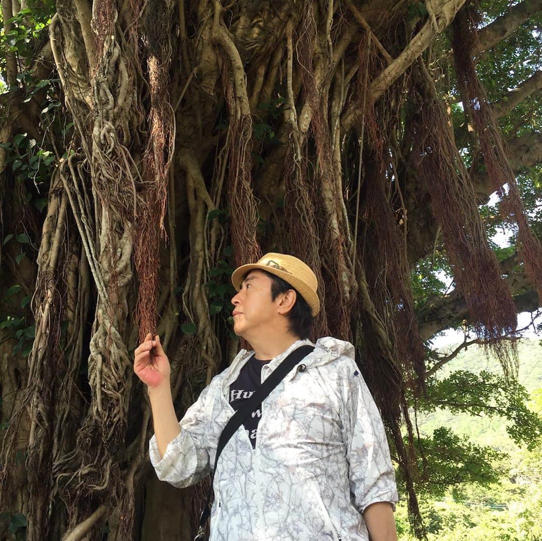 水木一郎さんのインスタグラム写真 - (水木一郎Instagram)「全ての木が同じ顔を持たないと言われているガジュマル。5年前に行った屋久島のガジュマルの写真でも分かるように自然の中ではこんなにも大きく育つんだね！昨日買ったガジュマルくんは観賞用に大切に育てます。 #ガジュマルの木  #ガジュマル盆栽  #屋久島のガジュマル  #水木一郎」9月19日 9時21分 - ichiromizuki
