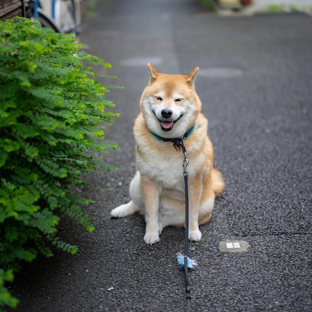 まる（まるたろう）さんのインスタグラム写真 - (まる（まるたろう）Instagram)「Good morning!✨🐶✨今日は暑いかな〜#みんなどこ行くのかな〜 #根津おいでよ #面白いよ @gallerymarusan 絶賛営業中」9月19日 9時18分 - marutaro