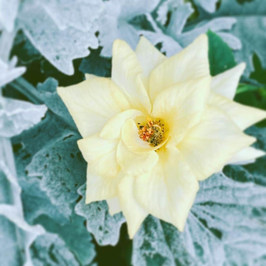 中野敬久さんのインスタグラム写真 - (中野敬久Instagram)「#flower #flowersoflife #yellow #hope #neighborhood」9月19日 9時20分 - hirohisanakano