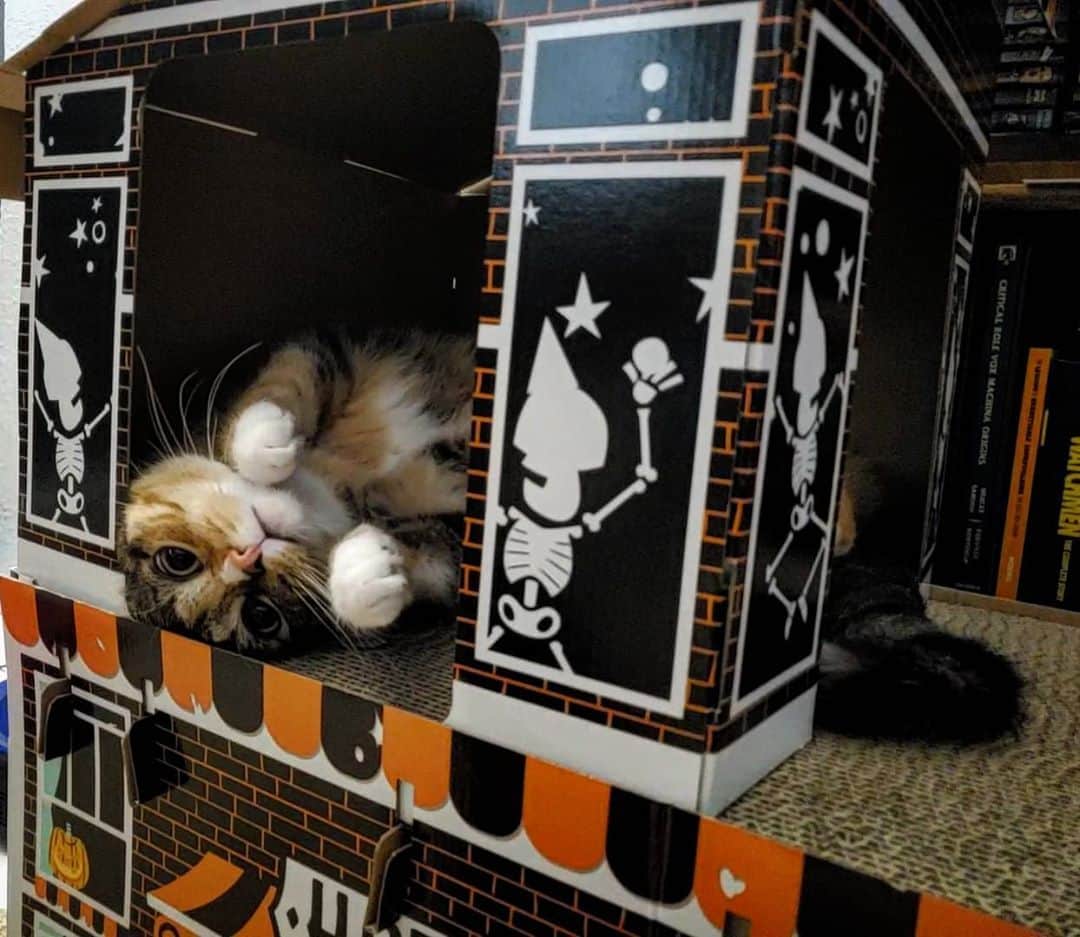 猫コスプレさんのインスタグラム写真 - (猫コスプレInstagram)「Sometimes you just need a cute kitty in her new cardboard hotel... it won't fix anything. But it's comforting.」9月19日 9時23分 - cat_cosplay