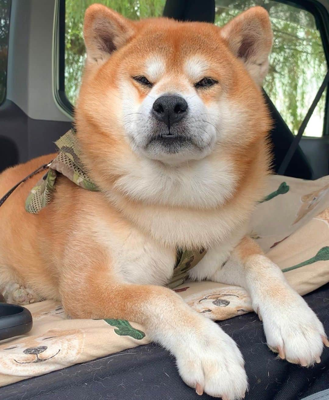 shibainu berryさんのインスタグラム写真 - (shibainu berryInstagram)「🦁Good morning☀️ Have a nice weekend❣️ 今日から4連休の人もおるんかな〜いいな〜🤗 皆さま楽しい休日を✨ ・ おやじの貫禄がすごすぎる🥶 #❤️迷子犬の掲示板四国 @maigo_dog_shikoku #めざせ迷子犬ゼロ👌 #柴犬 #べりやん #べりむく #多頭飼い #徳島 #berry #shiba #shibainu  #shibainumania #shibastagram #instashiba #ぷにっと部 #口角キュキュッと部  #チーム俺様 →部員絶賛募集中 #shiba_snap #proudshibas #west_dog_japan #サンデイ #instagramjapan #ふわもこ部 #pecoいぬ部 #pecotv #buzzfeedanimals #dogsofinstagram #9gag  @9gag @barked」9月19日 9時26分 - shibainu.berry