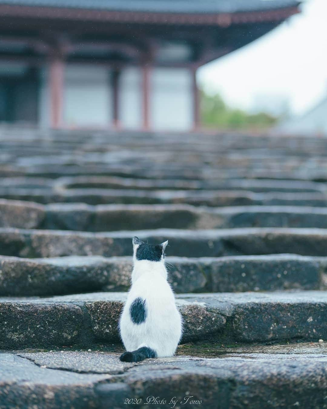 NEKOくらぶさんのインスタグラム写真 - (NEKOくらぶInstagram)「後ろ姿も可愛い🐱⠀ @tomotomo_photograph さんの作品ですにゃ（＝ΦωΦ＝）⠀ *⠀ いいね！＆コメント大歓迎！！⠀ *⠀ #nekoclub #NEKOくらぶ #Japan #Photo #写真 #日本 #cat #ネコ #ねこ #猫 ⠀ Follow: @nekoclub_jpn⠀ *⠀ ▼【廣済堂出版共同企画】NEKOくらぶの皆さまとつくる「NEKOくらぶ写真集」、発売中♪（＝ΦωΦ＝）⠀ ※詳細は本アカウント「 @nekoclub_jpn 」のプロフィールに固定しているハイライトから⠀ *⠀ ※皆様、政府、自治体など公的機関の指示に従った行動をお願いします。⠀ 東京カメラ部および分室では、写真を「見る楽しみ」を提供することを通して、微力ながら皆様にわずかな時間でも癒しをお届けしたいと思っております。⠀ ※本アカウントは東京カメラ部がFacebook、Instagramのサービスを利用して運営しているもので、Facebook社・Instagramとは一切関係ありません。」9月19日 10時00分 - nekoclub_jpn