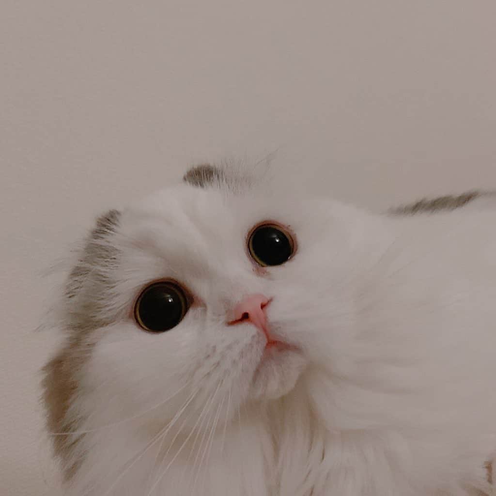 のんたさんのインスタグラム写真 - (のんたInstagram)「Twitterにアップした日々のスナップ🤳その1 ・ #scottishfold #catstagram_japan #catsofinstagram #cats_of_instagram#catoftheday #ilovemycat #bestmeow #catlover #cutecat #kittensofinstagram #cute #スコティッシュフォールド」9月19日 10時23分 - utacci