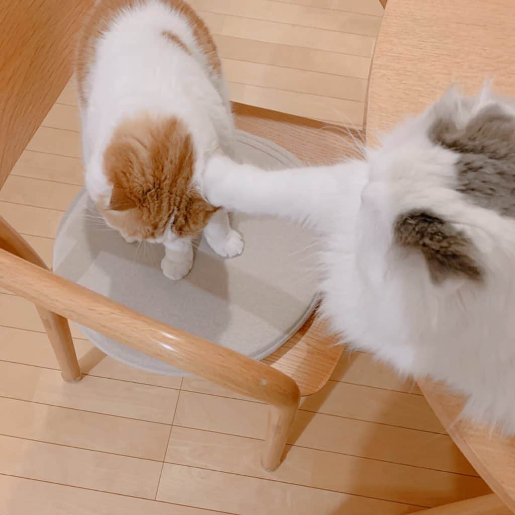 のんたさんのインスタグラム写真 - (のんたInstagram)「Twitterにアップした日々のスナップ🤳その1 ・ #scottishfold #catstagram_japan #catsofinstagram #cats_of_instagram#catoftheday #ilovemycat #bestmeow #catlover #cutecat #kittensofinstagram #cute #スコティッシュフォールド」9月19日 10時23分 - utacci