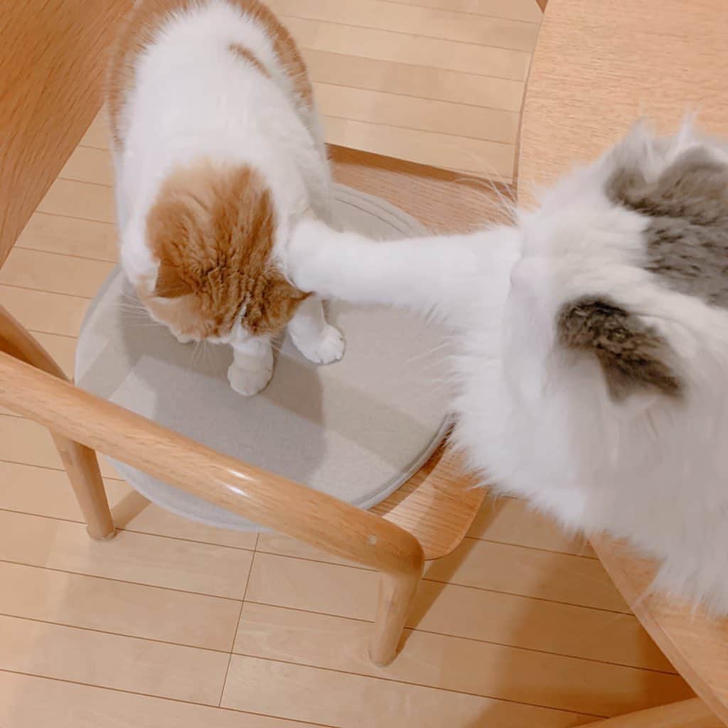 のんたのインスタグラム：「Twitterにアップした日々のスナップ🤳その1 ・ #scottishfold #catstagram_japan #catsofinstagram #cats_of_instagram#catoftheday #ilovemycat #bestmeow #catlover #cutecat #kittensofinstagram #cute #スコティッシュフォールド」