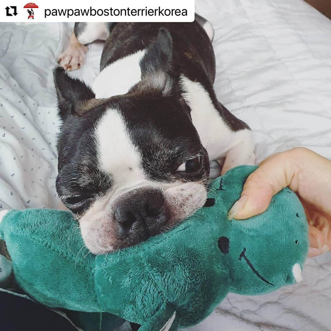 キム・ガウンさんのインスタグラム写真 - (キム・ガウンInstagram)「#Repost @pawpawbostonterrierkorea with @make_repost ・・・ . 🙏🙏🙇‍♀️리그램 부탁 드립니다🙇‍♀️🙏🙏 🔅🔅뽀또의 백내장 관련 업데이트입니다🔅🔅 . ✳유난히도 병원 내원이 많았던 뽀또.... 많은 분들이 뽀또를 위해 고생해주시고 계세요!! 구조후 백내장 소견이 있었던 터라 전문적이고 정밀한 검사가 필요할때마다 항상 가은님께서 @ggani8918 이동을 먼저 물어봐주셨어요!! 너무나 감사드려요!!🙇‍♀️ . 지윤님 @jiyu_nnn 께서도 이동과 유기견 할인으로 백내장수술 받을수 있는 병원까지 소개해주셔서 좀더 세심한 상담을 받을수 있었어요!! . . 뽀또 임보엄마 @heee_s2_ae 께서는 직접 내원하셔서 백내장에 대한 상담도 꼼꼼히 받으셨어요. 뽀또를 위해 이렇게 많은분들이 시간 내어주셔서 너무너무 감사합니다!!🙏🙇‍♀️❤ . ✳뽀또는 대체 무슨 이유인지 귀도 짤라놓고 성대수술로 인하여 낑소리 한번 내지못하는 뽀또가 앞까지 잘 안보여 이리 저리 쿵쿵 부딪친다고...😭 . ✳양쪽시력이 40% 밖에 제기능을 하지 않는 뽀또의 눈.. 그리고 백내장 수술... 주인이 없다는것, 가족이 없다는건 정말 슬픈 일인거 같아요!!  수술성공여부와 별개로 15%의 녹내장이나 망막박리의 가능성 부작용을 안고 수술을 결정해야하는 상황!! 만약 나의 반려견이었다면 어떻게 해주었을까?? 참 많이 고민하고 상담하고 했던거 같아요.. 백내장이라 하면 당연히 입양길이 막막할텐데도 2차적인 요소들이 참 걱정스럽고 결정이 힘들었어요!! . 하지만 엄청 실력있으신 안과 전문 선생님께 수술을 받게되어 기도하는 마음으로 선생님을 믿고!! 어마어마한 수술비용 또한 너무 큰 부담되지만 뽀또가 지금보다 조금이라도 남은 견생을 밝은 세상을 볼수만 있다면 기꺼이 수술 시켜줘야한다고 결정했어요!!  . ✳수술비용만 500만원...여태 관리해온 슬개골수술이나 사상충치료와는 달리 비용이나 관리등등 너무나 모르는것이 많아 부담스럽고 고민이 많았지만, 너무나도 감사하게 뽀또를 위해 병원에서 수술비용을 절충해 주셨고 300만원에 양쪽 눈 백내장 수술을 받을 수 있게 되었습니다!! . ✳하지만 현재 수술예약당일 뽀또의 급작스러운 장염으로 수술이 미뤄졌어요. 잠시 병원에서 머물며 장염이 호전되면 백내장수술을 진행하고, 좀더 장염치료 시간이 필요하다면 수술은 한주정도 미뤄질 예정이예요.  . ✳어마어마한 비용 절충에도 불구하고 감사한 일이지만 저희 재정이 바닥이에요. 그동안의 입양책임비로 아이들의 치료비와 항공비로 사용했었는데 이제는...임보처 구하고 있는 인천아이의 구조가 불가능 할수도 있는 상황에 놓였어요!! . ✳촤선을 다해 최고의 의료진에게 뽀또의 눈을 치료해 줄게요!! 코로나로 모두 힘들때지만, 앞으로 구조될 아이들을 위해 커피값, 아이들 간식값이라도 도와주신다면 알뜰히 아껴쓰며 아이들 평생 가족을 찾도록 힘쓸께요!! 여러분의 도움이 절실합니다!! 🙏후원에 동참해주세요.. 아이들에게 사랑으로 기회를 주세요.. . ➡️후원계좌 김숙형 ✅국민은행➡️91004486068 . @pawpawbostonterriers  . . #포포보테#뽀또#고양시유기견#유기보테#백내장치료필요해요#백내장수술#뽀또의눈이되어주세요#새로운견생#도와주세요#보스턴테리어#보테는사랑입니다#구조#임보#이동봉사#도와주세요#버리지마세요#사지말고입양하세요」9月19日 10時16分 - ggani8918