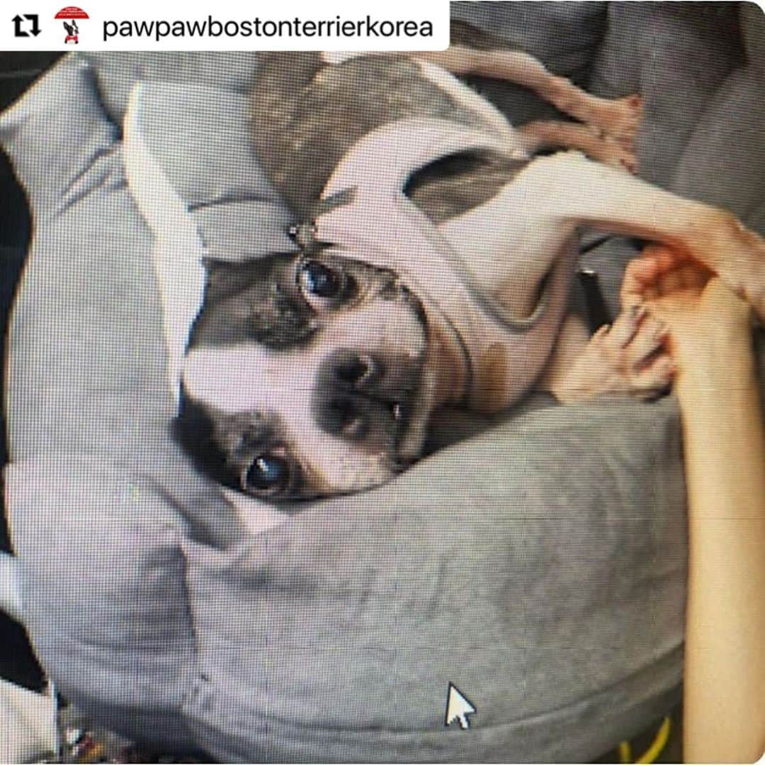 キム・ガウンさんのインスタグラム写真 - (キム・ガウンInstagram)「#Repost @pawpawbostonterrierkorea with @make_repost ・・・ . 🙏🙏🙇‍♀️리그램 부탁 드립니다🙇‍♀️🙏🙏 🔅🔅뽀또의 백내장 관련 업데이트입니다🔅🔅 . ✳유난히도 병원 내원이 많았던 뽀또.... 많은 분들이 뽀또를 위해 고생해주시고 계세요!! 구조후 백내장 소견이 있었던 터라 전문적이고 정밀한 검사가 필요할때마다 항상 가은님께서 @ggani8918 이동을 먼저 물어봐주셨어요!! 너무나 감사드려요!!🙇‍♀️ . 지윤님 @jiyu_nnn 께서도 이동과 유기견 할인으로 백내장수술 받을수 있는 병원까지 소개해주셔서 좀더 세심한 상담을 받을수 있었어요!! . . 뽀또 임보엄마 @heee_s2_ae 께서는 직접 내원하셔서 백내장에 대한 상담도 꼼꼼히 받으셨어요. 뽀또를 위해 이렇게 많은분들이 시간 내어주셔서 너무너무 감사합니다!!🙏🙇‍♀️❤ . ✳뽀또는 대체 무슨 이유인지 귀도 짤라놓고 성대수술로 인하여 낑소리 한번 내지못하는 뽀또가 앞까지 잘 안보여 이리 저리 쿵쿵 부딪친다고...😭 . ✳양쪽시력이 40% 밖에 제기능을 하지 않는 뽀또의 눈.. 그리고 백내장 수술... 주인이 없다는것, 가족이 없다는건 정말 슬픈 일인거 같아요!!  수술성공여부와 별개로 15%의 녹내장이나 망막박리의 가능성 부작용을 안고 수술을 결정해야하는 상황!! 만약 나의 반려견이었다면 어떻게 해주었을까?? 참 많이 고민하고 상담하고 했던거 같아요.. 백내장이라 하면 당연히 입양길이 막막할텐데도 2차적인 요소들이 참 걱정스럽고 결정이 힘들었어요!! . 하지만 엄청 실력있으신 안과 전문 선생님께 수술을 받게되어 기도하는 마음으로 선생님을 믿고!! 어마어마한 수술비용 또한 너무 큰 부담되지만 뽀또가 지금보다 조금이라도 남은 견생을 밝은 세상을 볼수만 있다면 기꺼이 수술 시켜줘야한다고 결정했어요!!  . ✳수술비용만 500만원...여태 관리해온 슬개골수술이나 사상충치료와는 달리 비용이나 관리등등 너무나 모르는것이 많아 부담스럽고 고민이 많았지만, 너무나도 감사하게 뽀또를 위해 병원에서 수술비용을 절충해 주셨고 300만원에 양쪽 눈 백내장 수술을 받을 수 있게 되었습니다!! . ✳하지만 현재 수술예약당일 뽀또의 급작스러운 장염으로 수술이 미뤄졌어요. 잠시 병원에서 머물며 장염이 호전되면 백내장수술을 진행하고, 좀더 장염치료 시간이 필요하다면 수술은 한주정도 미뤄질 예정이예요.  . ✳어마어마한 비용 절충에도 불구하고 감사한 일이지만 저희 재정이 바닥이에요. 그동안의 입양책임비로 아이들의 치료비와 항공비로 사용했었는데 이제는...임보처 구하고 있는 인천아이의 구조가 불가능 할수도 있는 상황에 놓였어요!! . ✳촤선을 다해 최고의 의료진에게 뽀또의 눈을 치료해 줄게요!! 코로나로 모두 힘들때지만, 앞으로 구조될 아이들을 위해 커피값, 아이들 간식값이라도 도와주신다면 알뜰히 아껴쓰며 아이들 평생 가족을 찾도록 힘쓸께요!! 여러분의 도움이 절실합니다!! 🙏후원에 동참해주세요.. 아이들에게 사랑으로 기회를 주세요.. . ➡️후원계좌 김숙형 ✅국민은행➡️91004486068 . @pawpawbostonterriers  . . #포포보테#뽀또#고양시유기견#유기보테#백내장치료필요해요#백내장수술#뽀또의눈이되어주세요#새로운견생#도와주세요#보스턴테리어#보테는사랑입니다#구조#임보#이동봉사#도와주세요#버리지마세요#사지말고입양하세요」9月19日 10時16分 - ggani8918